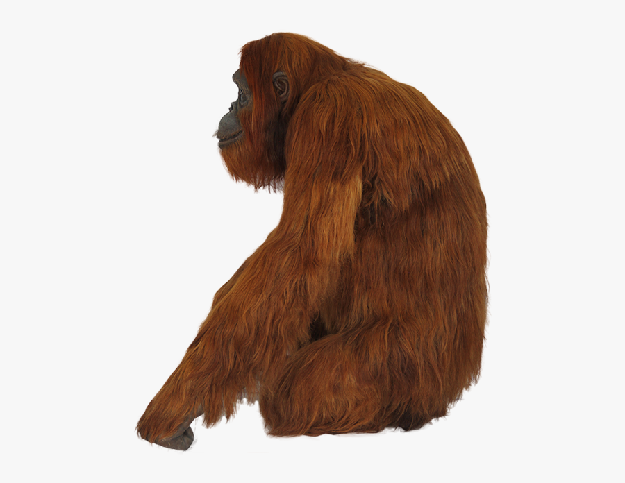 Orangutan Png - Setter, Transparent Clipart