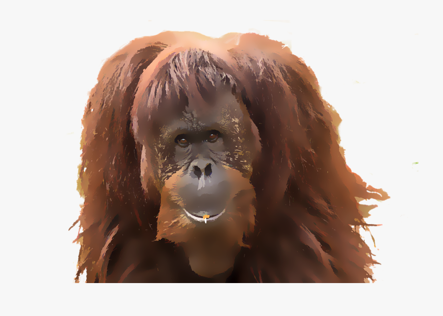 Monkey Orangutan Watercolor Animal Primate Mammal - Watercolor Painting, Transparent Clipart