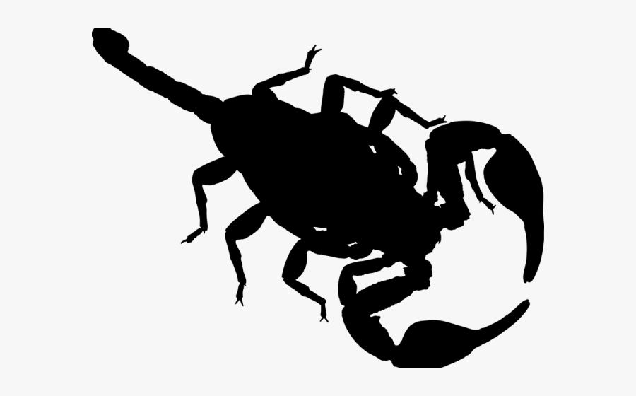 Veneno Para Matar Escorpião, Transparent Clipart