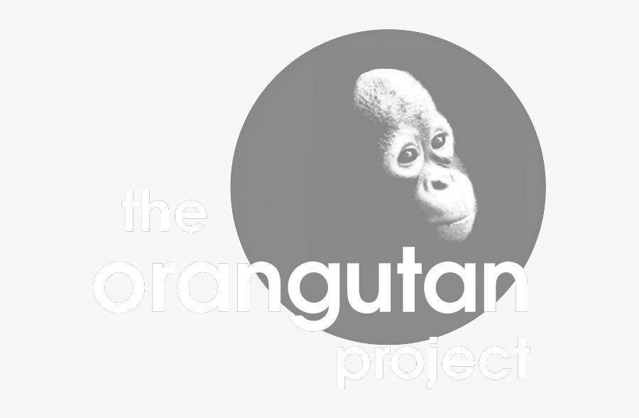 Transparent Orangutan Png - Australian Orangutan Project, Transparent Clipart