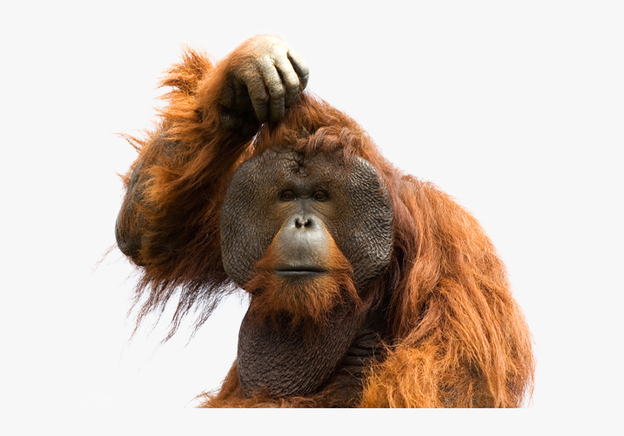 Orangutan Png - Orangutan Transparent Background, Transparent Clipart