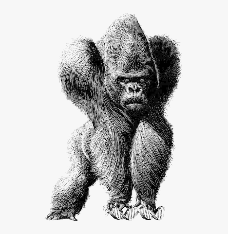 Spain Chile Satire Illustration - Sketch Gorilla, Transparent Clipart