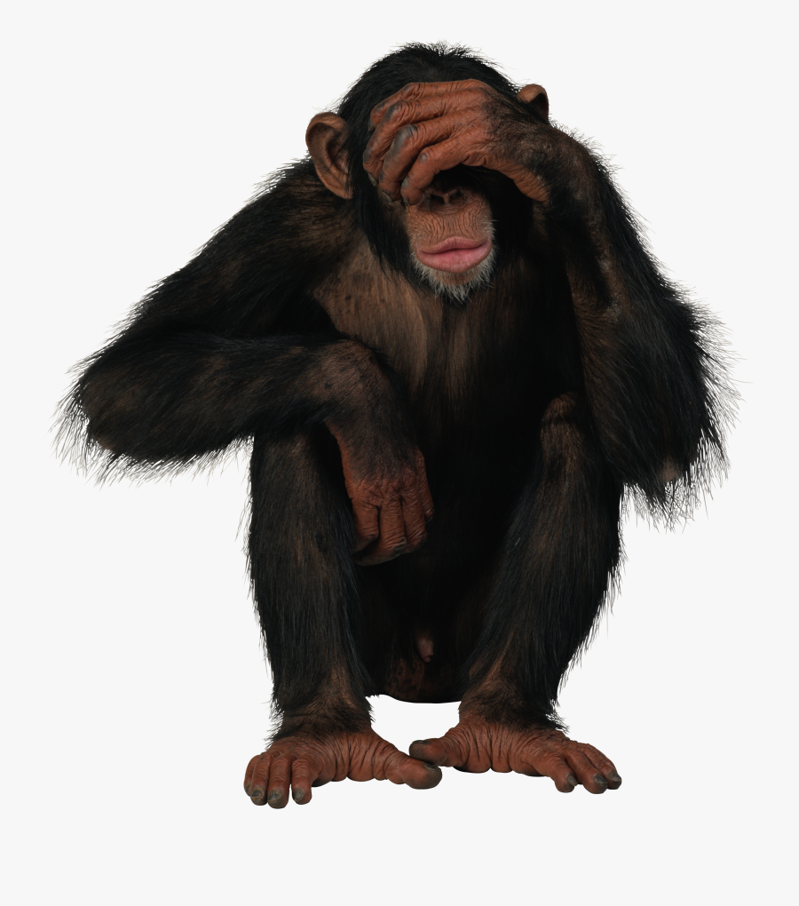 Monkey Png Transparent, Transparent Clipart