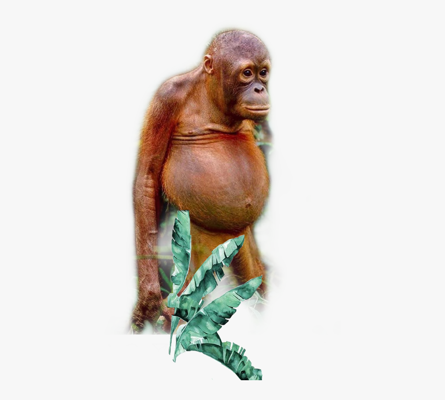 Transparent Orangutan Clipart - Orangutan, Transparent Clipart