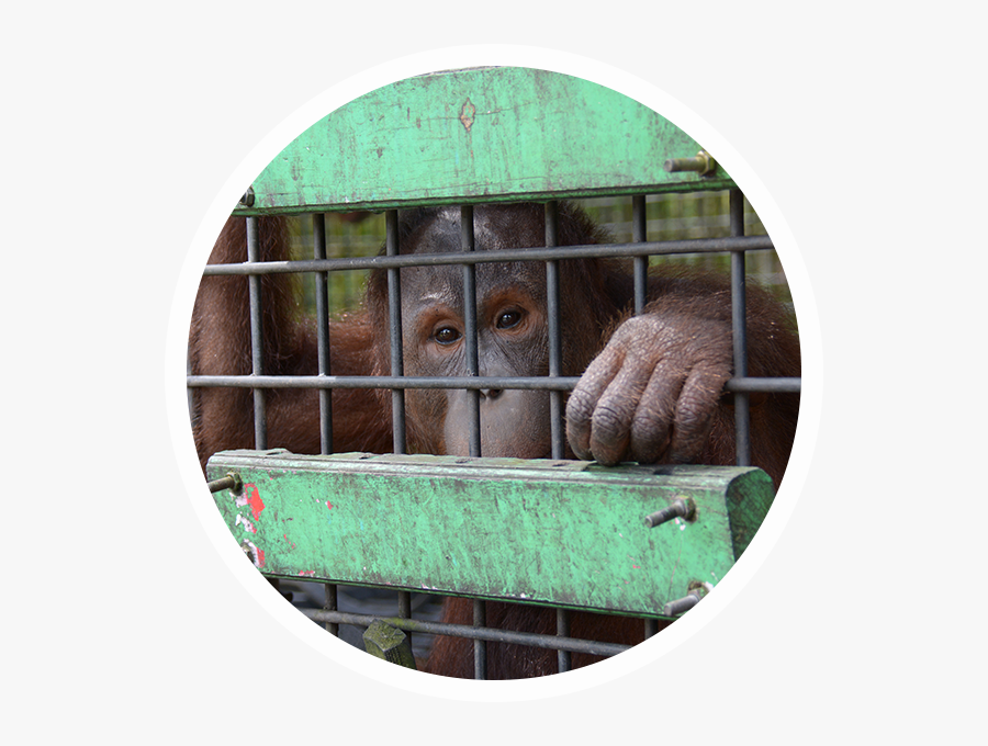 Transparent Orangutan Png - Orangutan, Transparent Clipart