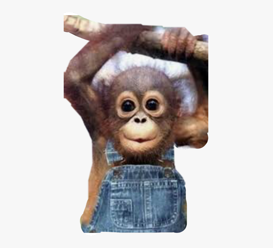 Scmonkey Monkey Freetoedit - Baby Monkey In Overalls, Transparent Clipart