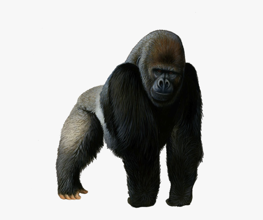 Gorilla Png, Transparent Clipart