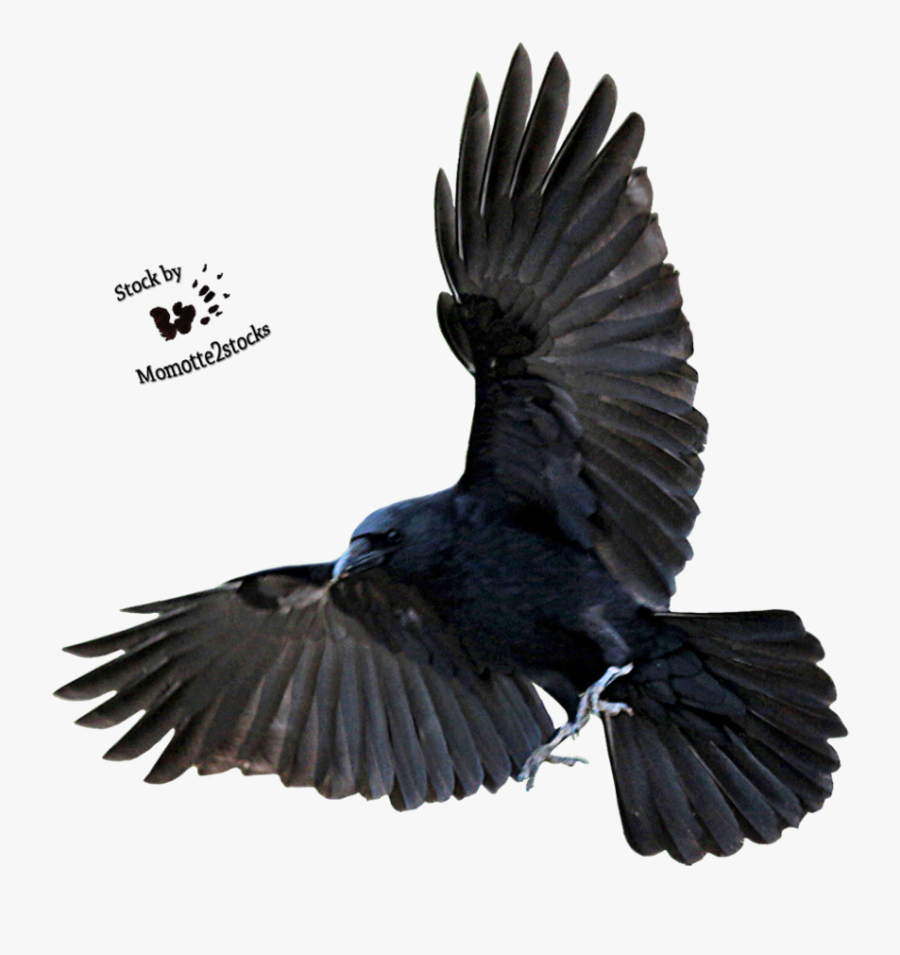 Flying Crow, Transparent Clipart