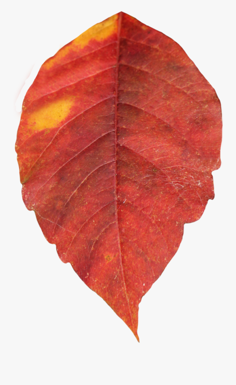Autumn Leaves Clipart Coloured Leave - Autumn Leaf Png, Transparent Clipart