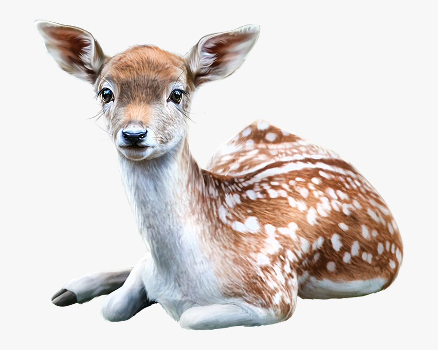 Животные Пнг, Transparent Clipart