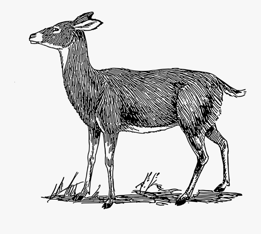 Female White Tailed Deer Drawing, Transparent Clipart