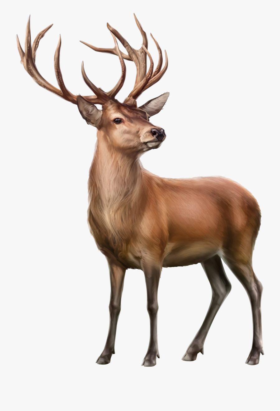 Deer Png, Transparent Clipart