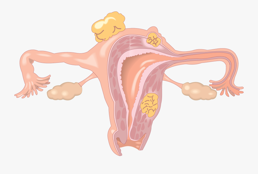 Yükle The Uterus Shape - Ovary Fat, Transparent Clipart