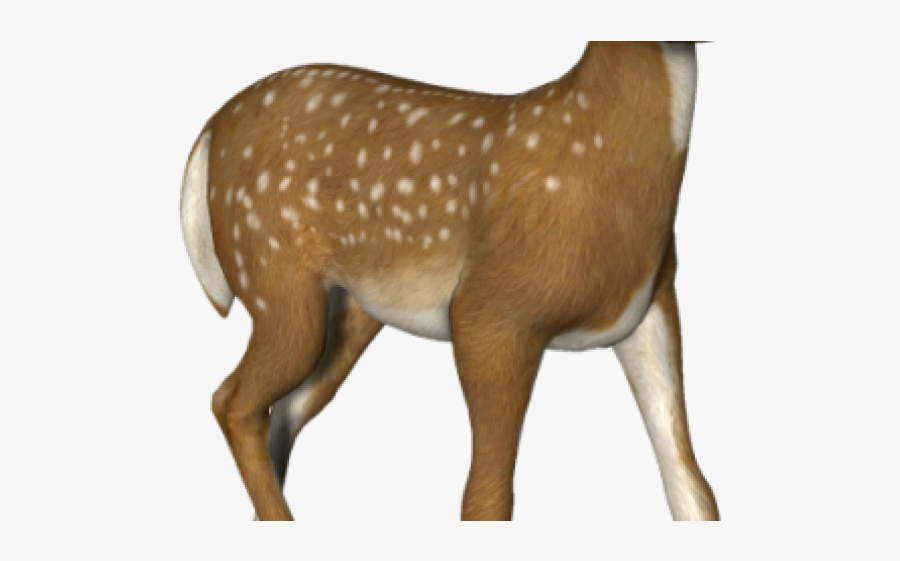 3d Deer Png, Transparent Clipart