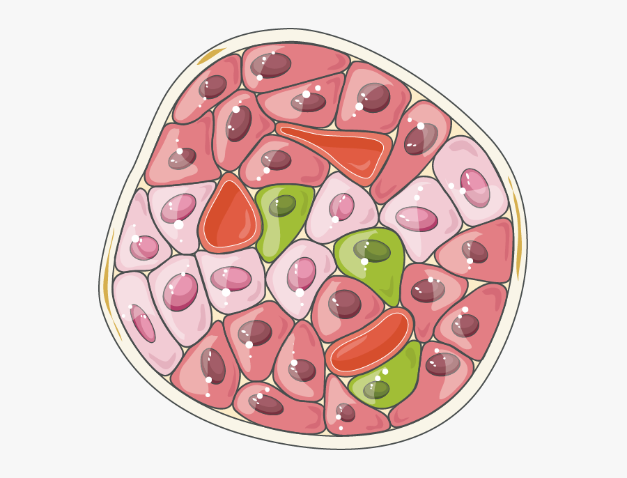 Îlot De Langerhans - Islets Of Langerhans Png, Transparent Clipart