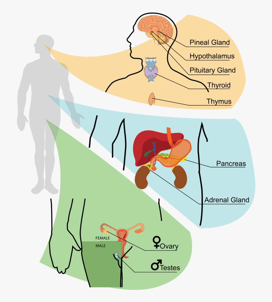 Brain Clipart Pineal Gland - Endocrine System Hormone Cartoon, Transparent Clipart