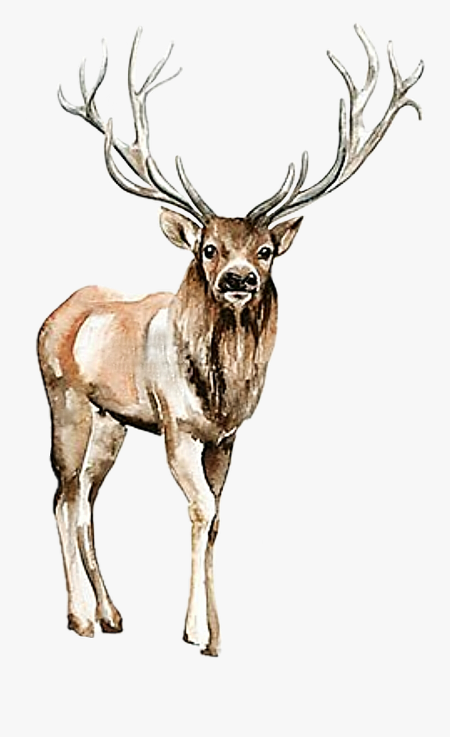 #watercolor #handpainted #deer #stag #nature #animal - Rustic Sunflower Clipart, Transparent Clipart