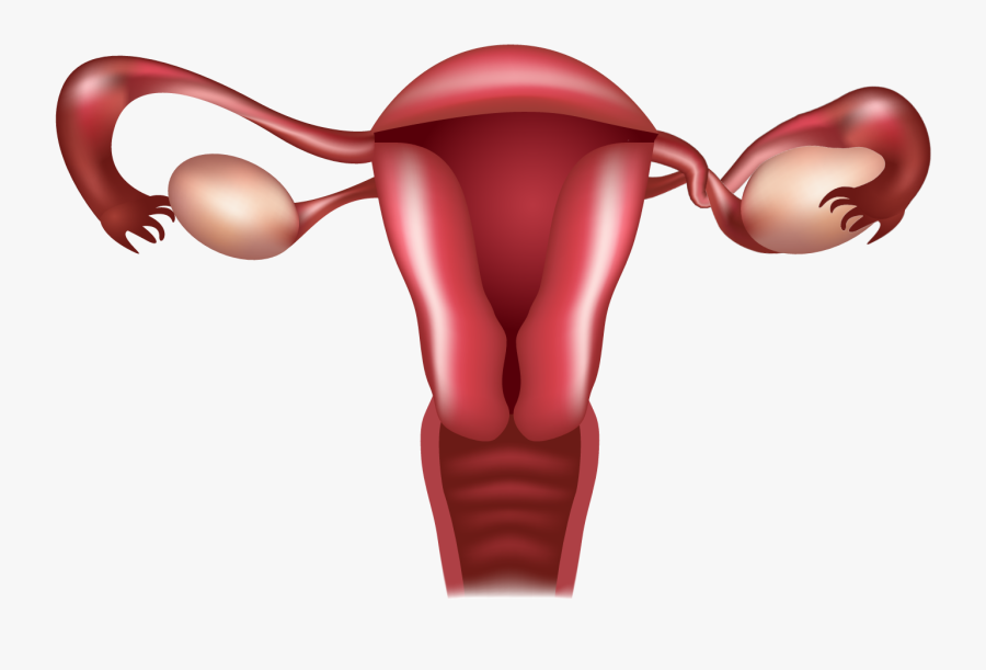 A Woman"s Reproductive System - Uterus And Fallopian Tube, Transparent Clipart