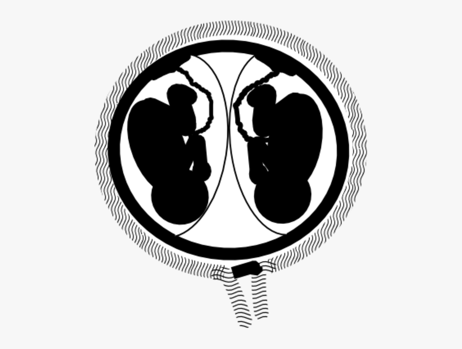 Clipart Baby Womb - Twins In Womb Clipart, Transparent Clipart