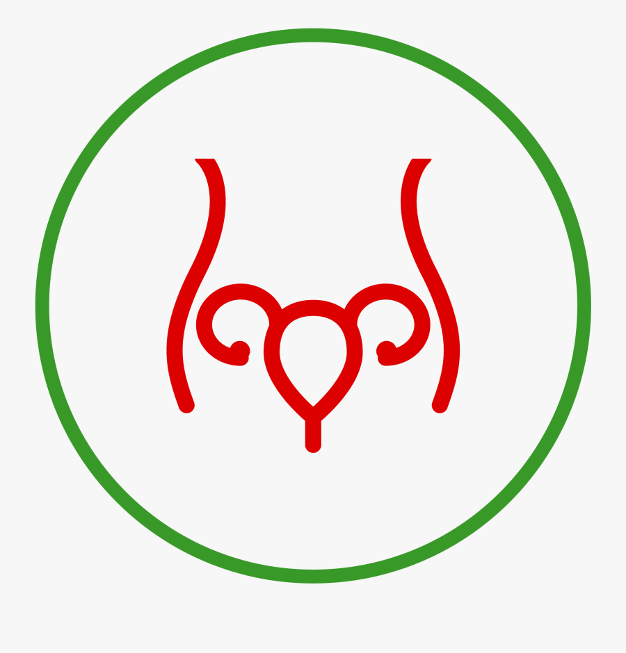 Uterus Clipart, Transparent Clipart