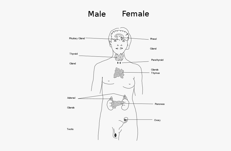 Body Glands - Sketch, Transparent Clipart