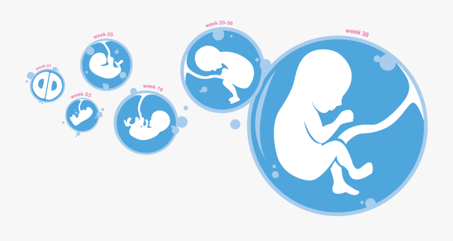 Oligohydramnios Clipart, Transparent Clipart