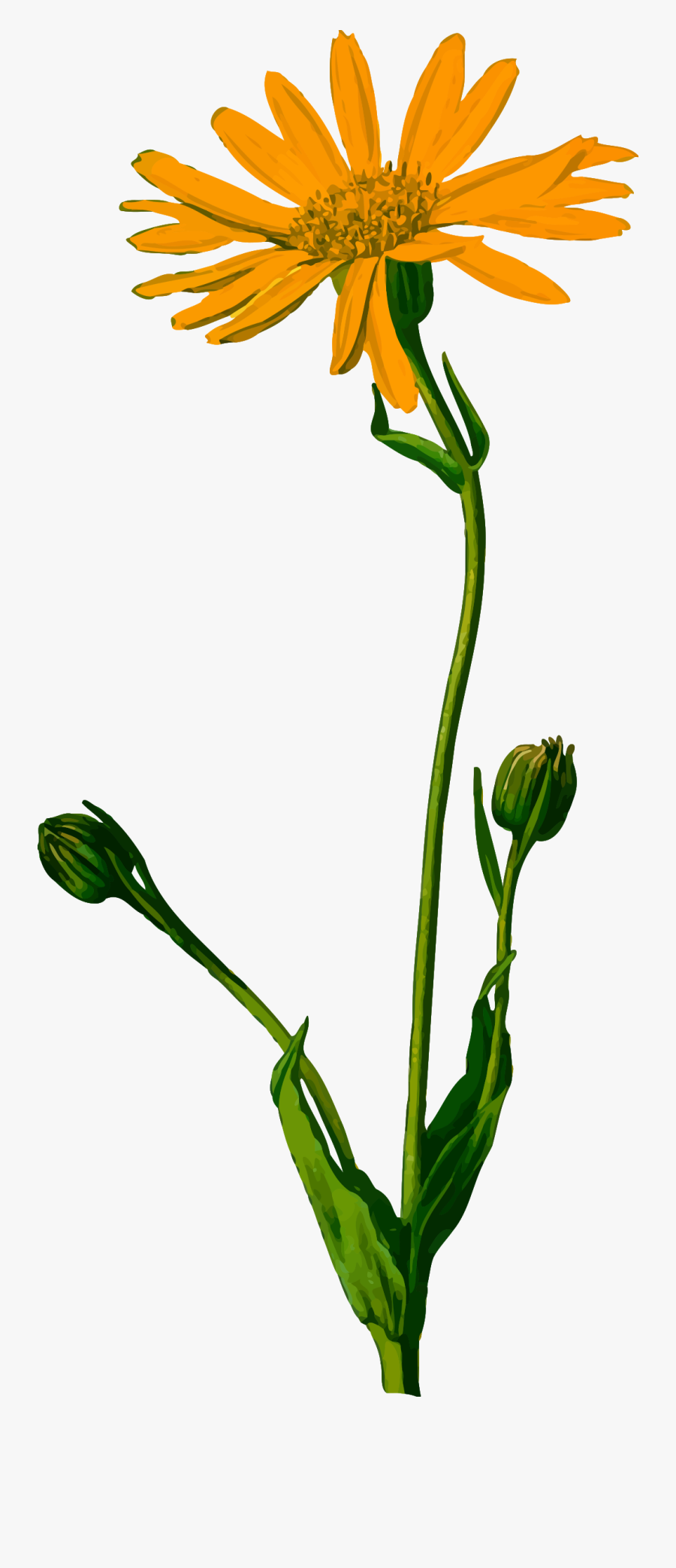 Arnica Clip Arts - Arnica Montana, Transparent Clipart