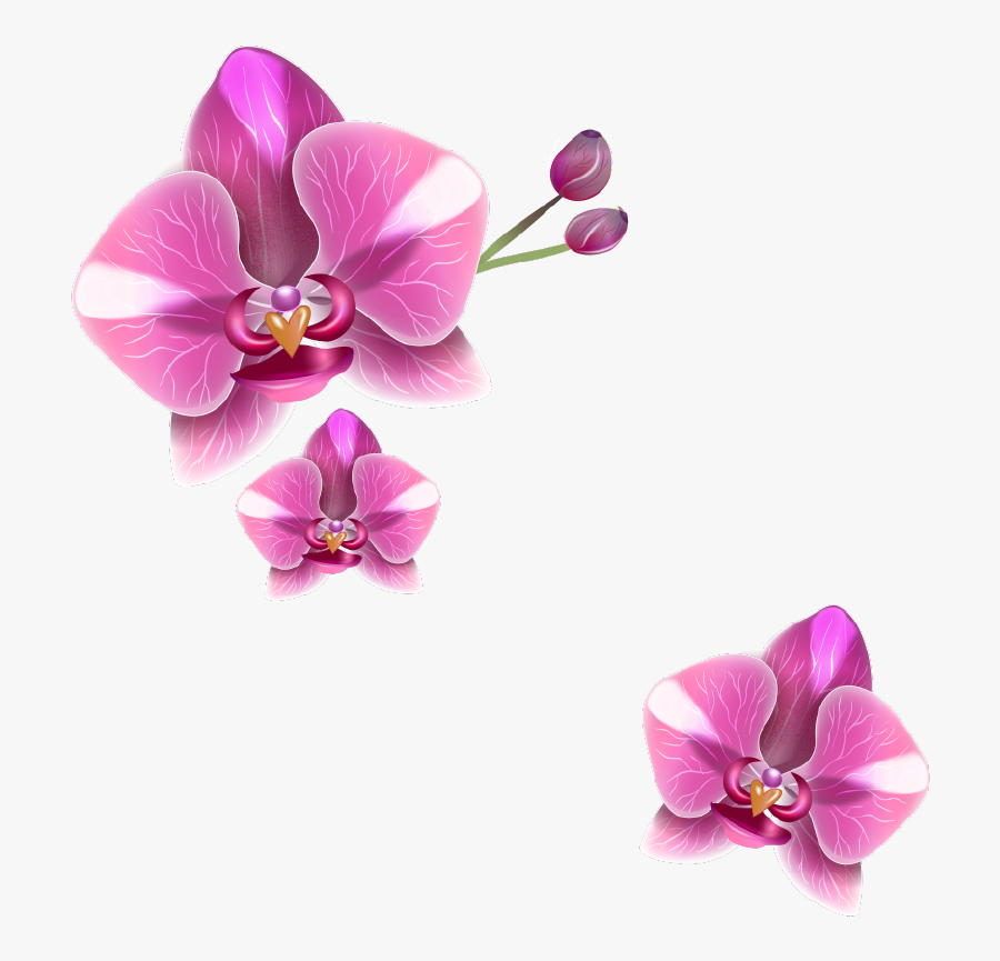 And Wellness Registered Practice Youtube Realistic - Health, Transparent Clipart