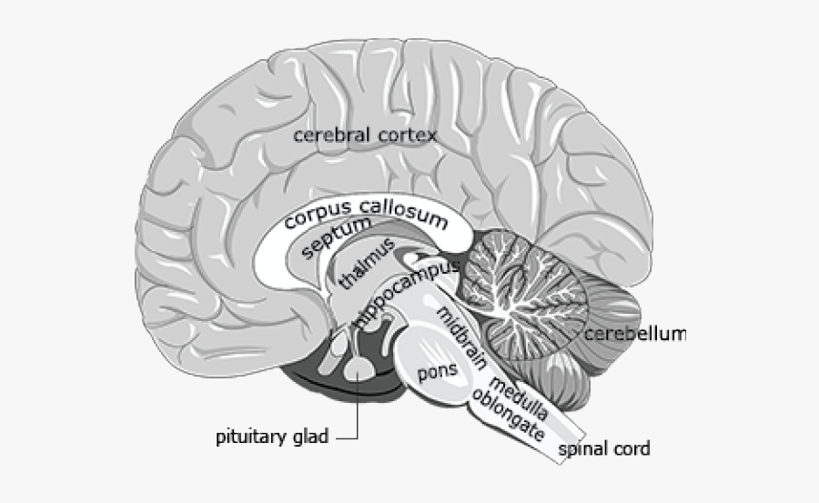Illustration, Transparent Clipart