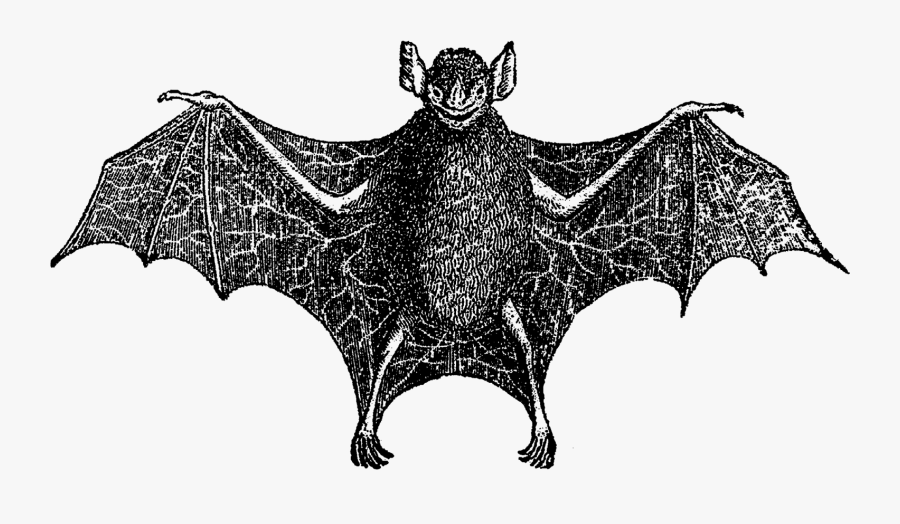 Vampire Bat, Transparent Clipart