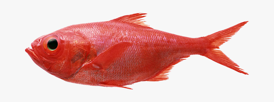 Redfish Seafood Fly Fishing Splendid Alfonsino - Red Fish, Transparent Clipart