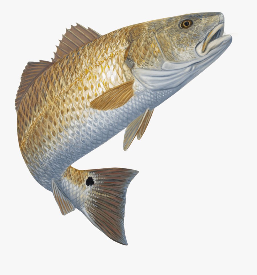 Transparent Flounder Png - Redfish Graphic, Transparent Clipart