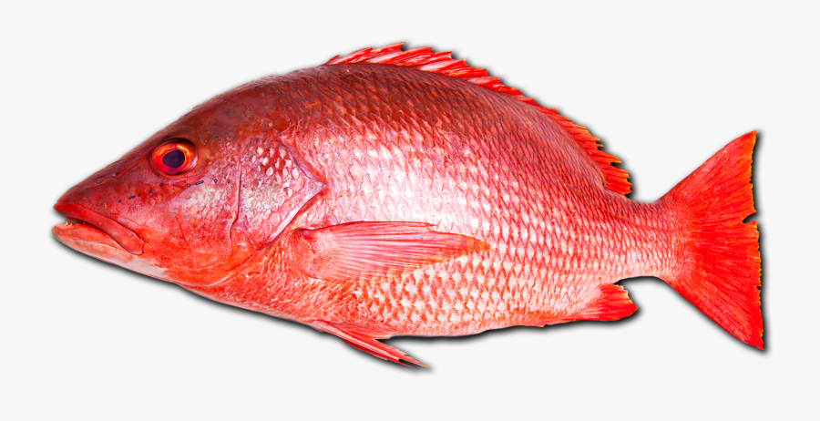 Red Fish Png - Red Snapper Fish Png, Transparent Clipart