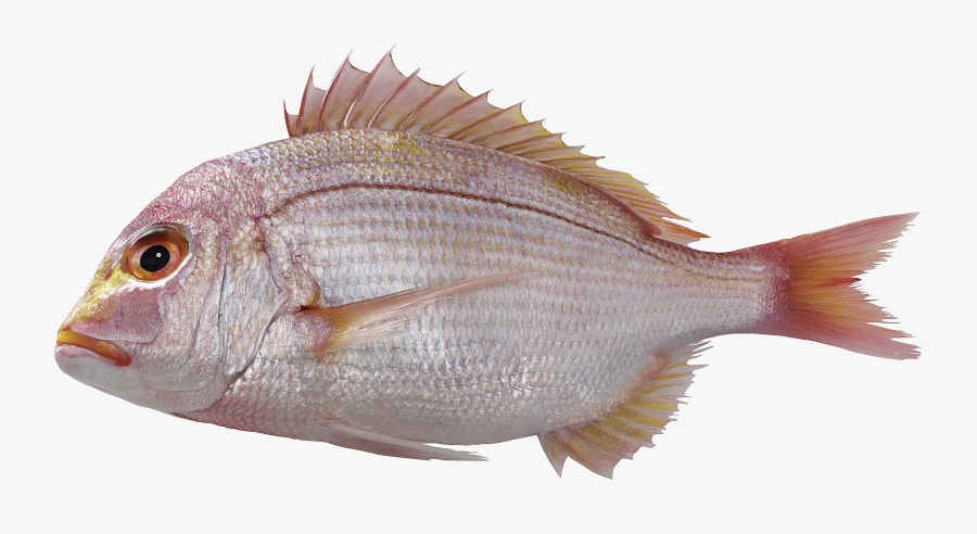 Fish Png - Red Fish Png, Transparent Clipart