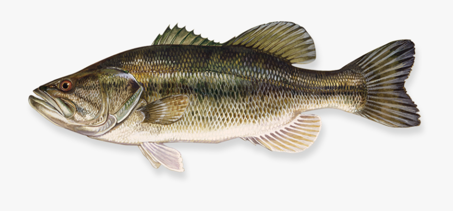 Fish Png - Largemouth Bass, Transparent Clipart
