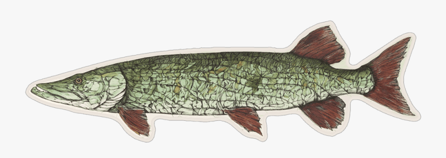 Jake Keeler Apex Midwest Musky Sticker - Lunge, Transparent Clipart
