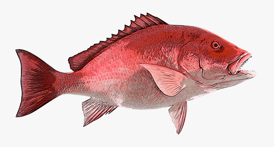 Snapper Cape Canaveral Fishing - Red Snapper Clipart, Transparent Clipart