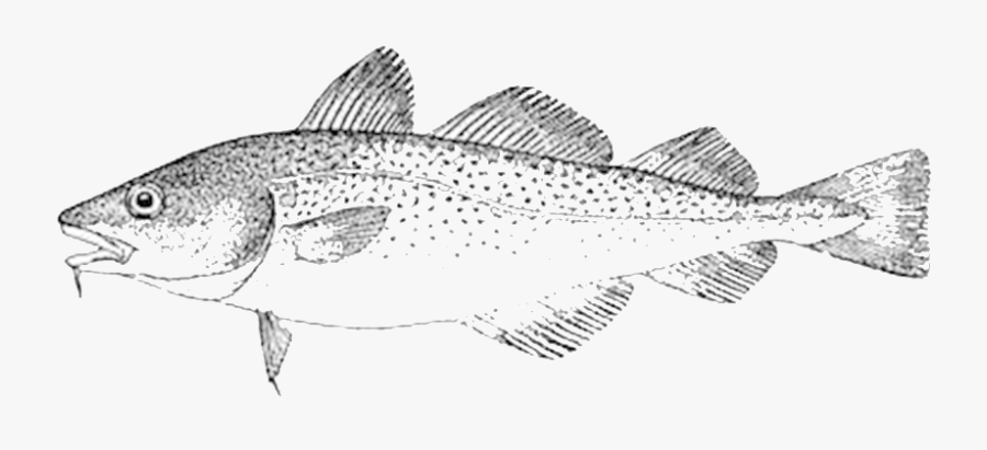 15 Cod Drawing Epic For Free Download On Mbtskoudsalg - Cold Fish Drawing, Transparent Clipart