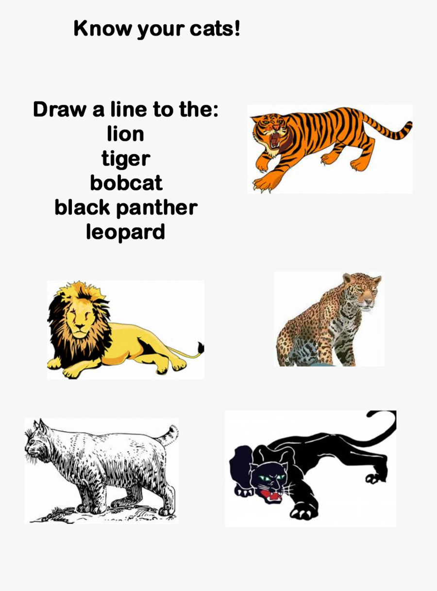 Transparent Pride Rock Png - Siberian Tiger, Transparent Clipart