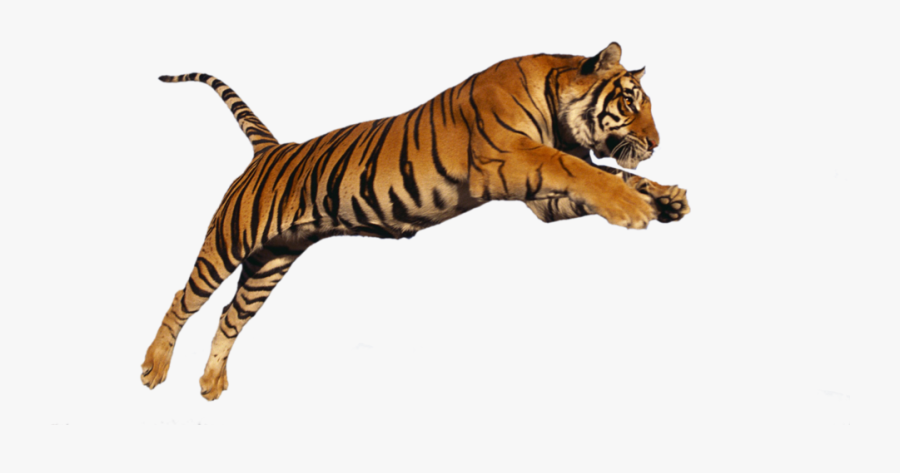 Transparent Siberian Tiger Clipart - Jumping Tiger Png, Transparent Clipart