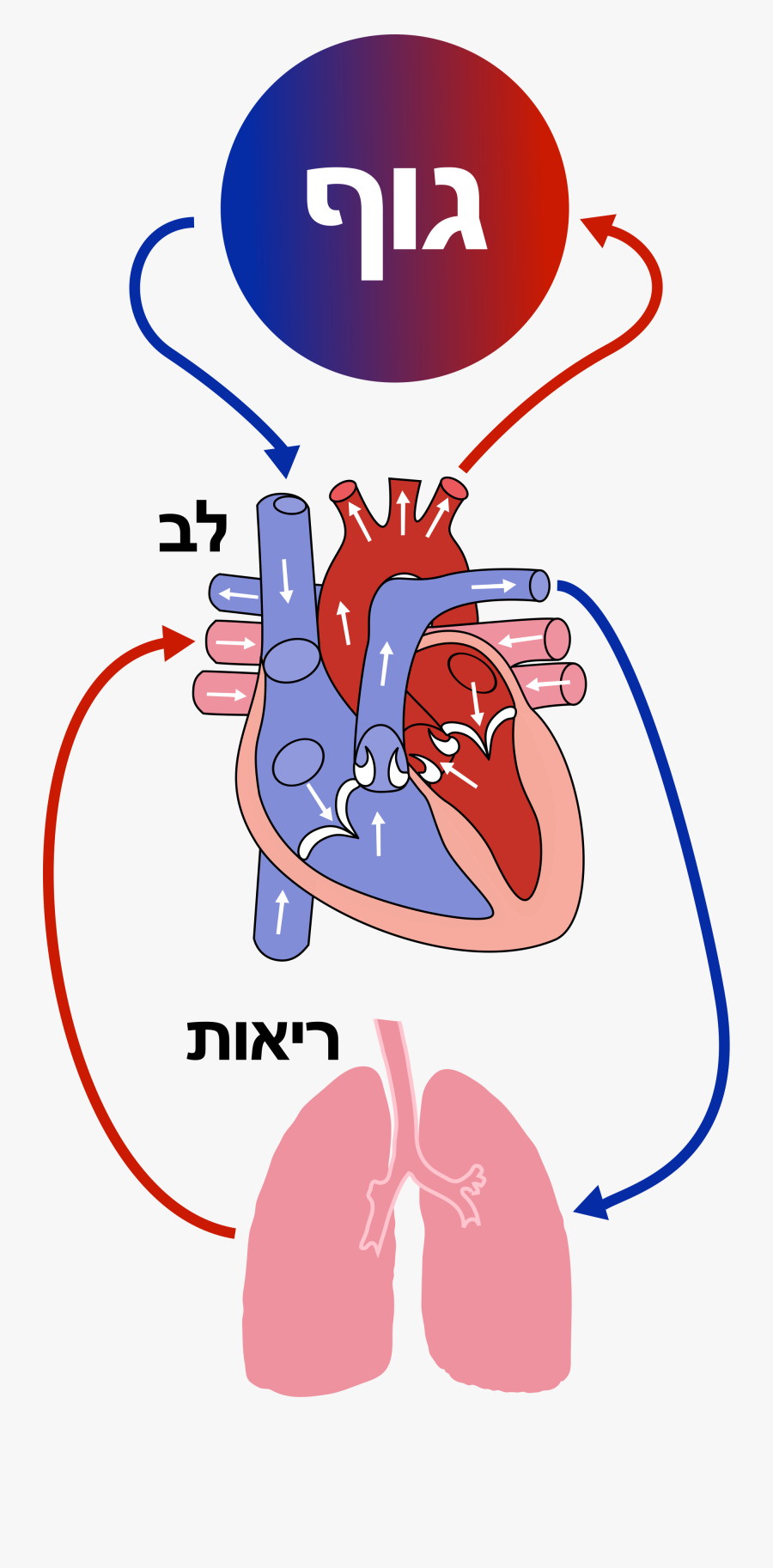 Diagram Of The Heart Clipart , Png Download - Diagram Of The Heart, Transparent Clipart