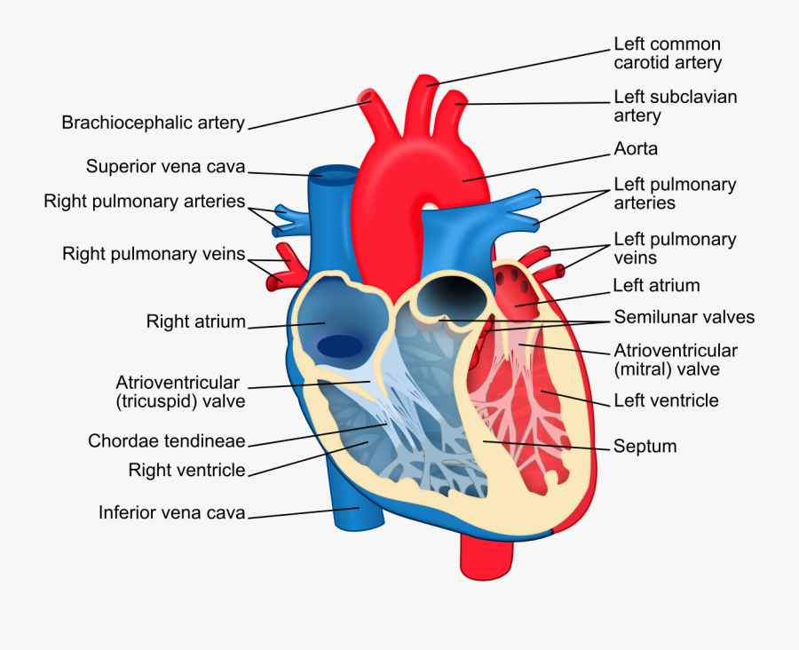 Clip Art Diagram Of A Heart - Chordae Tendineae, Transparent Clipart