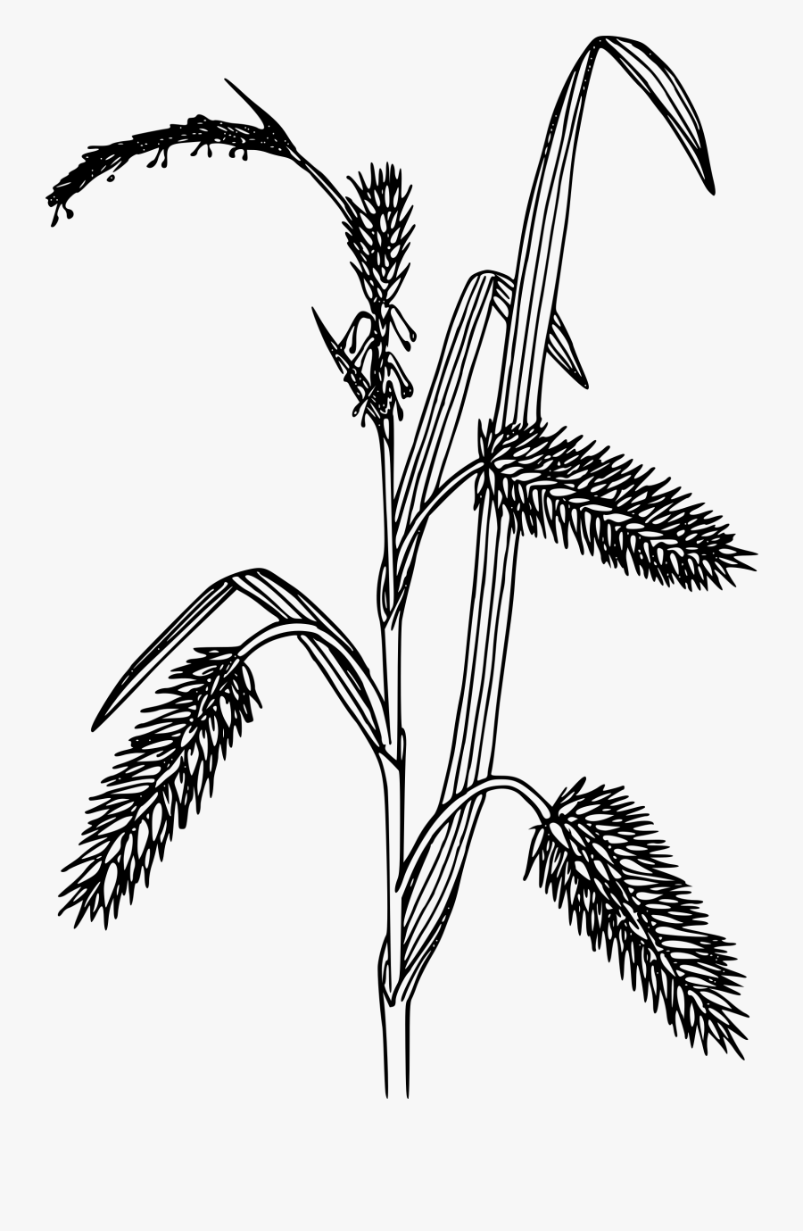 Grain Clipart Black And White - Black And White Sedges, Transparent Clipart