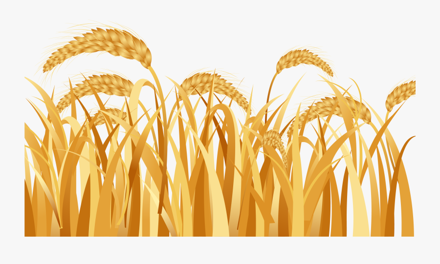 Emmer Ear Rice - Harvest Festival Wheat Vector, Transparent Clipart