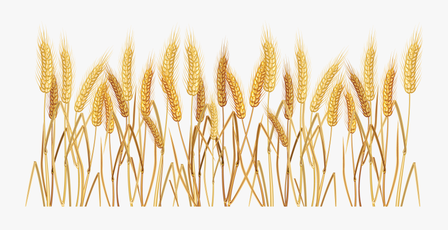 Wheat Border Clipart - Wheat Clipart Transparent Background, Transparent Clipart