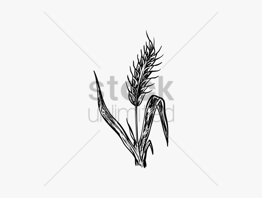 Hay Clipart Wheat Bunch, Hay Wheat Bunch Transparent - Illustration, Transparent Clipart