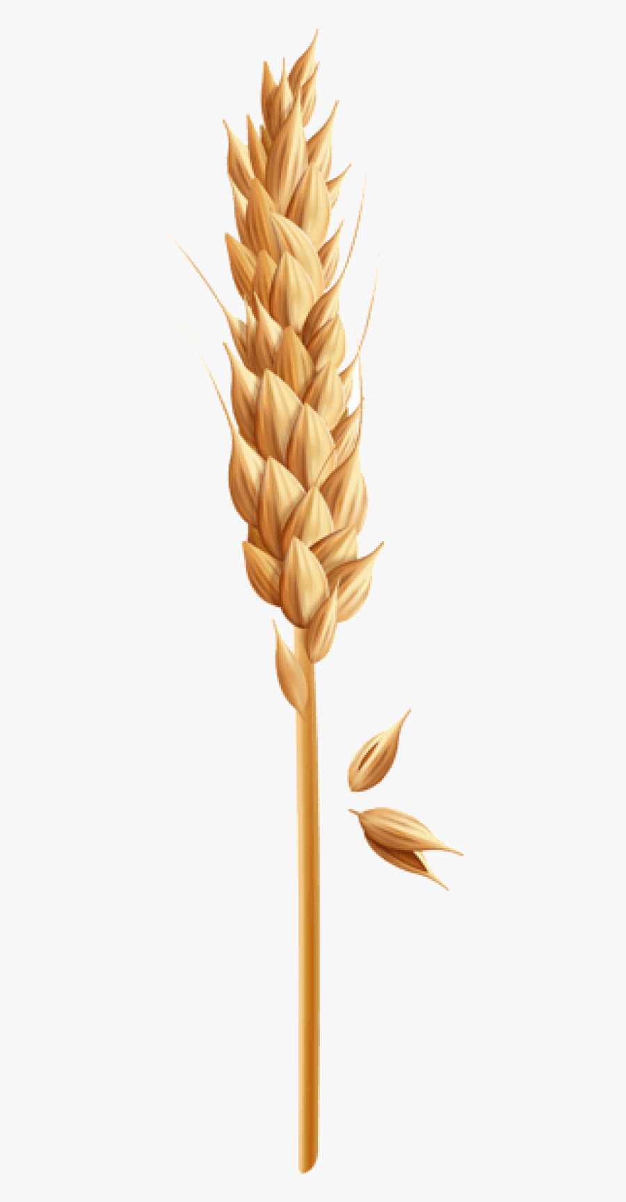 Wheat Grain Transparent Clipart Free Png - Einkorn Wheat, Transparent Clipart