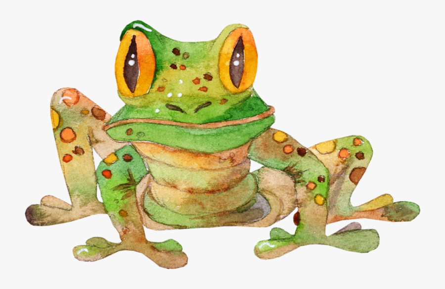Agalychnis, Transparent Clipart