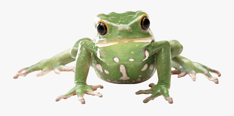 Waxy Monkey Tree Frog - Transparent Background Frog Png, Transparent Clipart