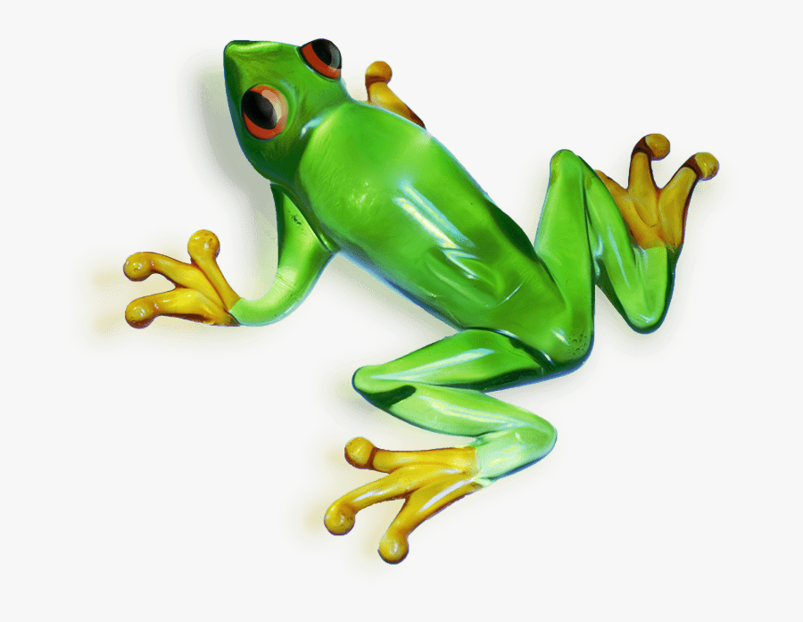 Frog - Ranita Verde Png, Transparent Clipart